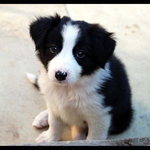 Meet your Posher, Lizzy